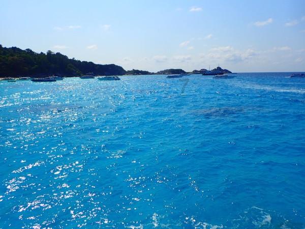 大鹰森林逃生